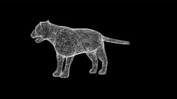 3Dタイガーはブラックバックで回転します 野生動物コンセプト 獣の王に ビジネス広告の背景 タイトル テキスト プレゼンテーション 3Dアニメーション Fps — ストック動画