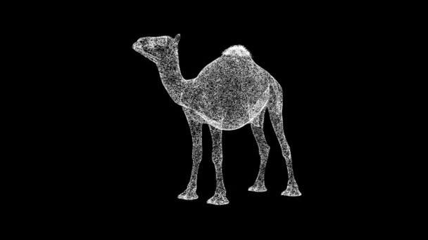Camel Gira Sobre Fondo Negro Concepto Animales Salvajes Circo Zoológico — Vídeos de Stock