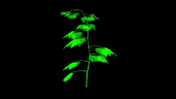Υποκατάστημα Φύλλα Περιστρέφεται Μαύρο Φόντο Ανοιξιάτικη Ιδέα Φυτό Πέταλα Επαγγελματικό — Αρχείο Βίντεο