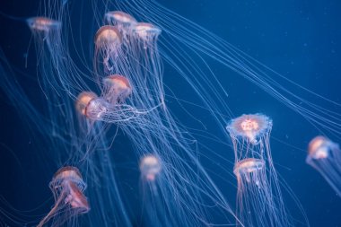 Uzun dokunaçları olan ruhani bir denizanası sürüsü derin mavi denizin uçsuz bucaksız sularında sürüklenir. Derin Mavi Deniz 'de Denizanası sürüsü.