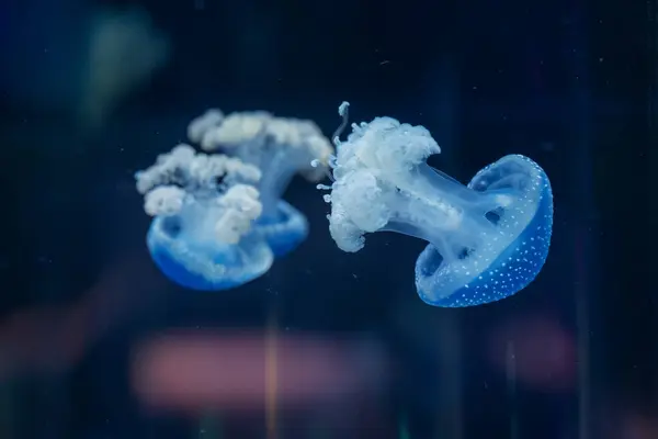 A pair of blue spotted jellyfish, almost transparent, drift in a dark underwater scene, looking ethereal. Translucent Blue Jellyfish with White Spots.