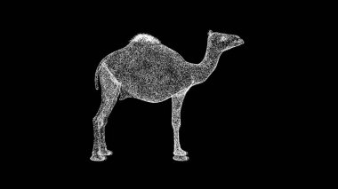 Siyah arka planda 3 boyutlu deve. Vahşi hayvanlar konsepti. Sirk ve Hayvanat Bahçesi. İş için reklam arkaplanı. Başlık, metin, sunum için. 3d canlandırma