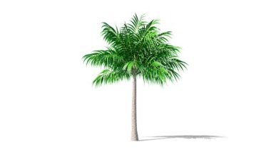 Growing 3D palm tree animation and alpha and shadow.