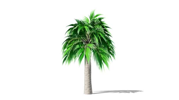 Growing Palm Tree Animation Alpha Shadow — Stock Video