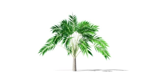 Growing Palm Tree Animation Alpha Shadow — 비디오