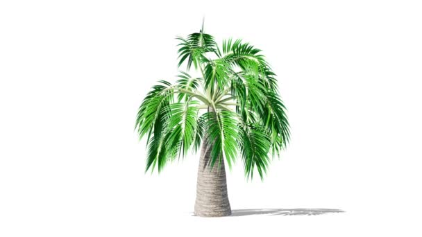 Growing Palm Tree Animation Alpha Shadow — Stockvideo