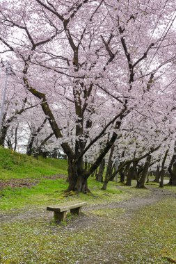 Japonya 'da kiraz çiçeği
