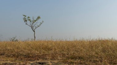 Nature background wallpaper of grass with tree with copy space