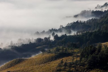 Morning view with fog and sunlight around the trees at Bromo Tengger Semeru National Park, Indonesia.