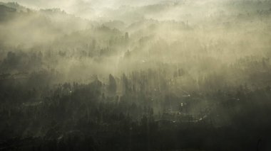 Misty background with ray of light above the tree, Autumnal fog and moody, background