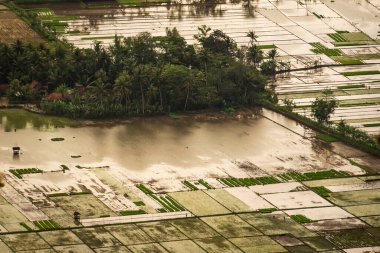 Rice field after rice planting in Indonesia