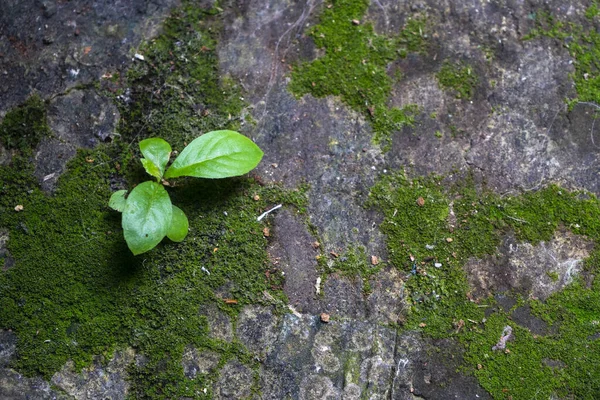 Naturen Grön Växt Och Mossa Växa Sommaren — Stockfoto