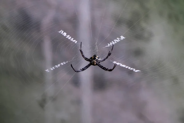 Павук Павутина Лісі Яскравий Сонячний Осінній День — стокове фото