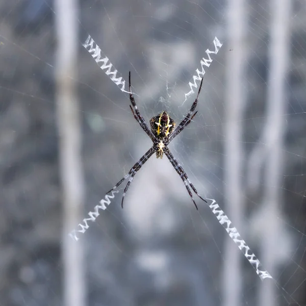 Spinne Und Netz Wald Einem Sonnigen Herbsttag — Stockfoto