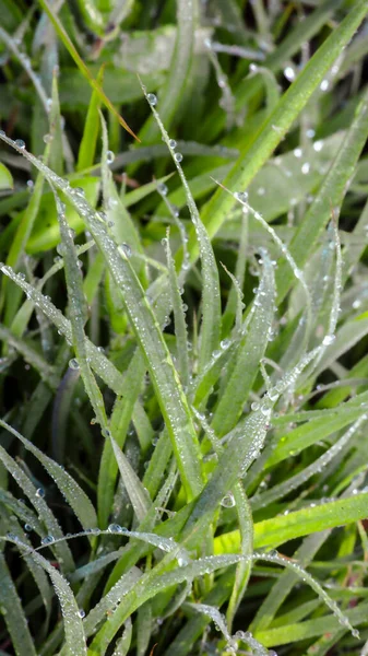 stock image Blurred nature phone wallpaper of green grass with dew drops,16:9 mobile phone wallpaper