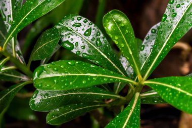 Adenyum yaprakları ve su damlaları