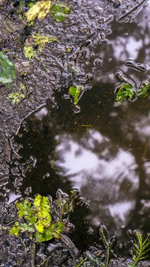 Ekoloji kavramı için doğa kavramı arkaplan duvar kâğıdı ve metin için alan