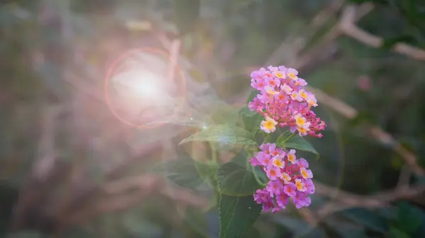 Beautiful blurry nature background with blooming flowers and sun flare effect