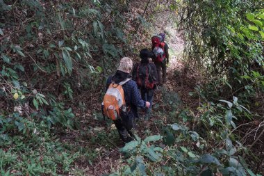 15 Haziran 2024 'te Doğu Java, Endonezya' daki doğal ormanlarda sırt çantası takibi yapanlar