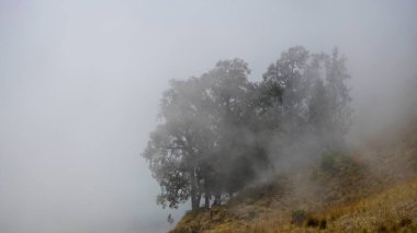 Morning view of foggy mountain on Semeru National Park, Indonesia clipart