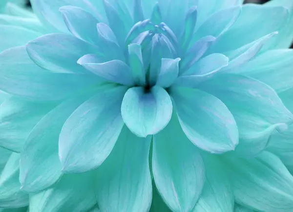 Immerse yourself in the ephemeral beauty with this flower photo! Vibrant details that tell stories in each petal. Transform your space with the freshness and elegance of nature!