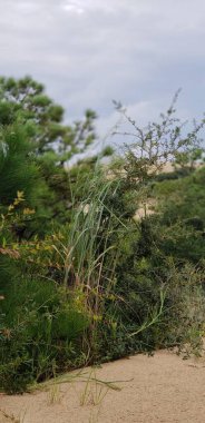 Doğanın güzel manzarası