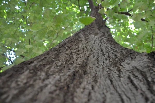 Parkın güzel manzarası.