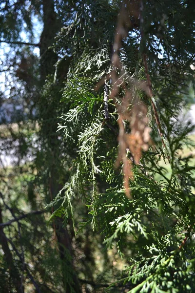 Parkın güzel manzarası.