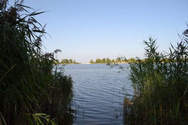 Ormanda güzel bir göl manzarası