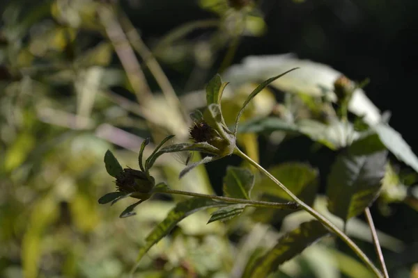 Güzel botanik fotoğrafı, doğal duvar kağıdı.