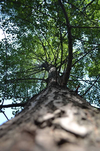 Зеленые Листья Лесу Листва Флора Природа — стоковое фото
