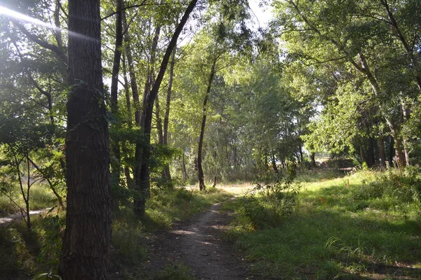 Üzerinde ağaçlar olan güzel bir orman görüntüsü.