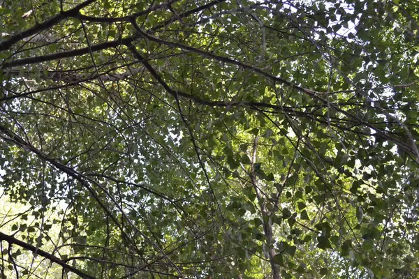 Ormanda ağaç dalları, doğada bitki örtüsü.