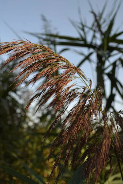 Güzel botanik fotoğrafı, doğal duvar kağıdı.