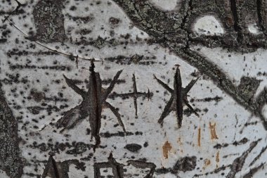 Ağaçta LGBT aşkı