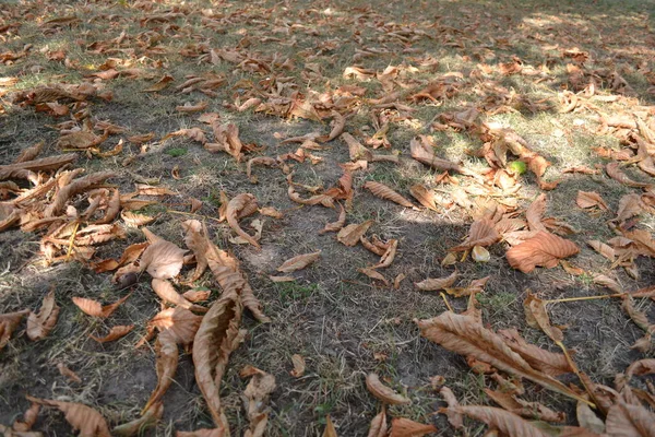 Ormanda kuru yapraklar