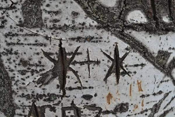 Ağaçta LGBT aşkı