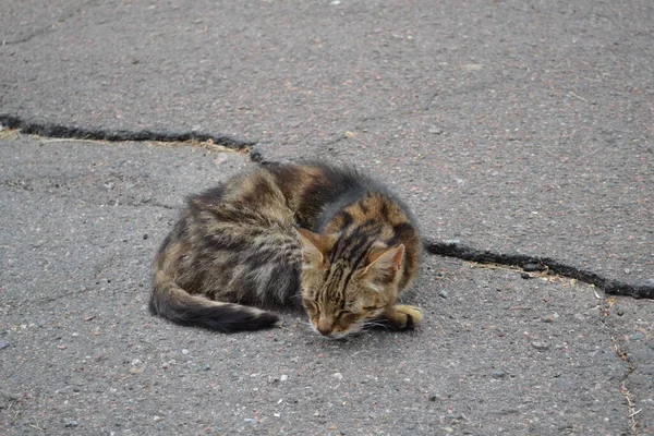 Kedi sokakta uyuyor.