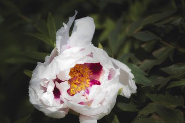 Güzel bir beyaz çiçek closeup