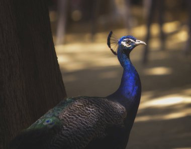 Bahçedeki güzel Tavuskuşu portresi 