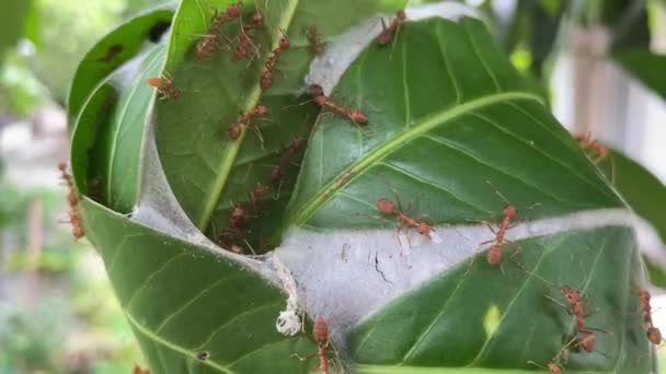 Närbild Thailand Röda Myror Framför Ingången Till Myra Mango Träd — Stockvideo