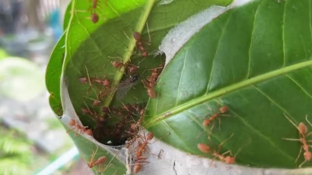 Detailní Záběr Thajsko Červených Mravenců Černým Mravenec Křídlo Před Vchodem — Stock video
