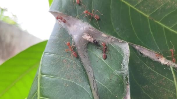타이의 개미들 둥지에서 개미와 싸우고 — 비디오