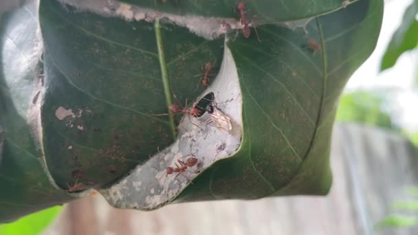 Närbild Thailands Röda Myror Som Slåss Med Vingmyror Myrboet — Stockvideo
