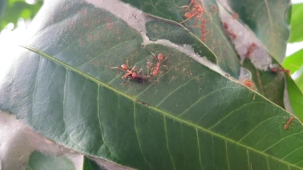 Großaufnahme Von Thailands Roten Ameisen Kampf Mit Flügelameisen Ameisennest — Stockvideo