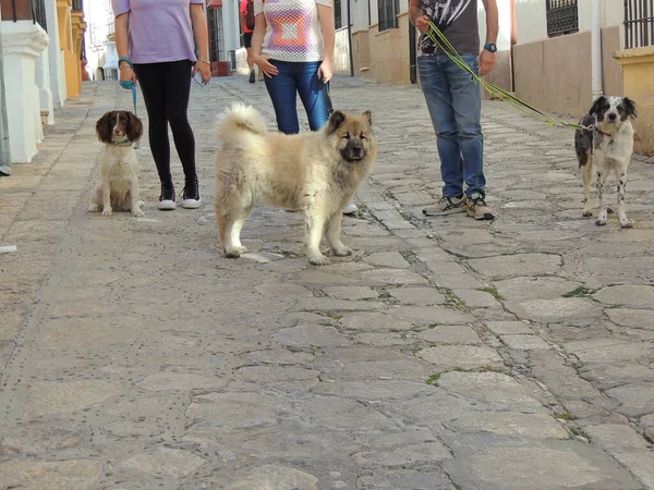 Три Собаки Разных Пород Городе — стоковое фото
