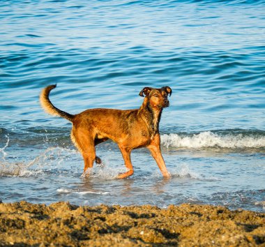 Köpek suda oynuyor.