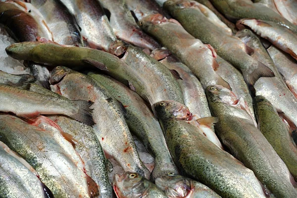 Süpermarket tezgahında bir sürü taze deniz balığı var..