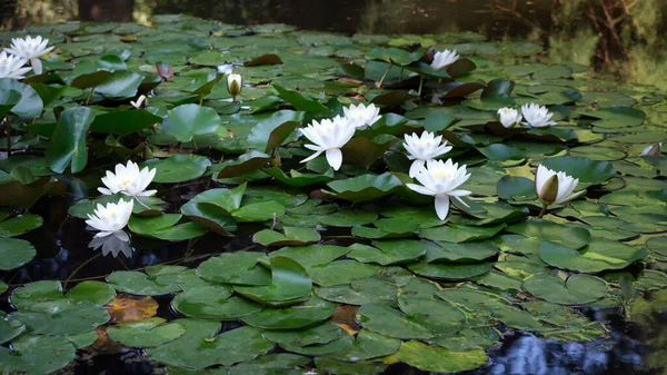 Kolam Gelap Dengan Daun Hijau Dan Bunga Bunga Lili Air — Stok Foto