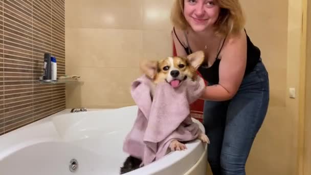 Una Mujer Joven Limpia Mascota Con Una Toalla Después Bañarse — Vídeos de Stock